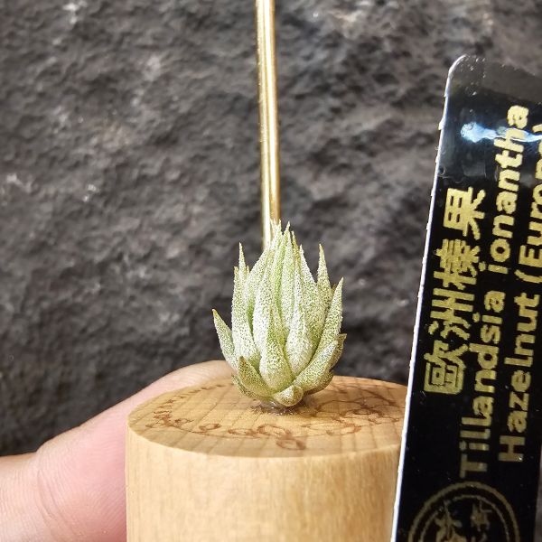 歐洲榛果/Tillandsia ionantha Hazelnut (Europe) 