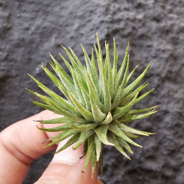 Gu Gu/Tillandsia ionantha gugu 