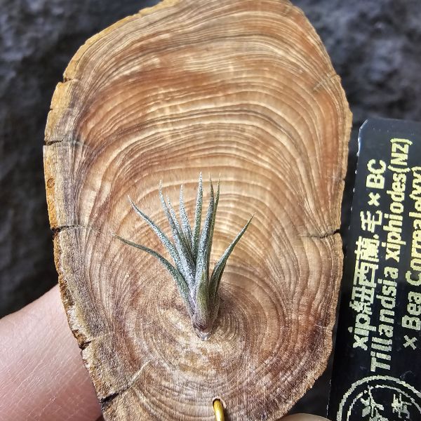 xip紐西蘭(毛)×BC/Tillandsia xiphiodes(NZ)毛 × Bea Correale~YY 