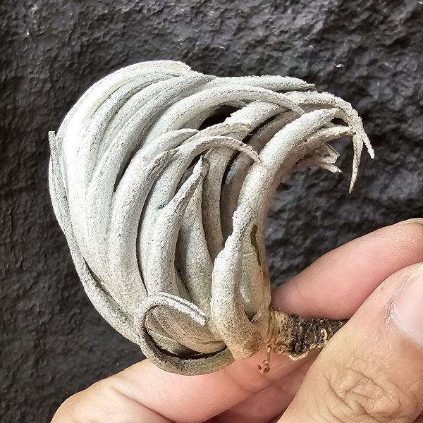 卡蜜拉/Tillandsia carminea(Brazil) 