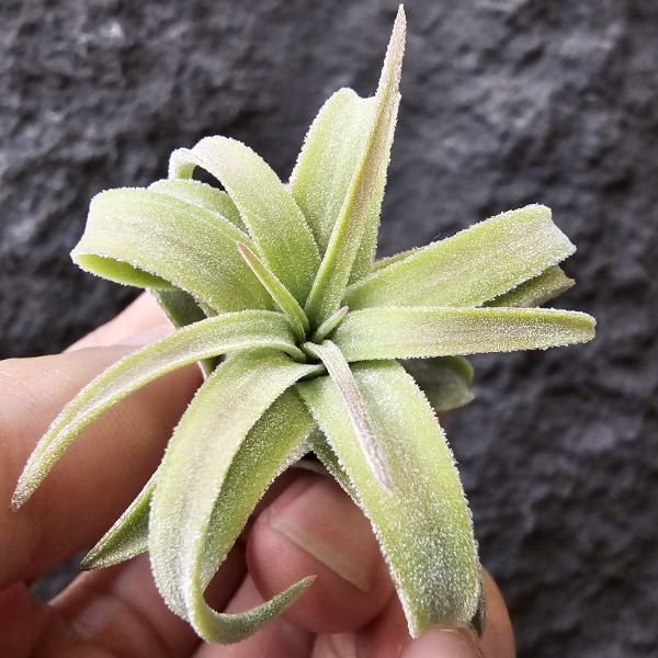 綠精靈×芬蘭紐麗娜/Tillandsia ionantha green × variabilis 