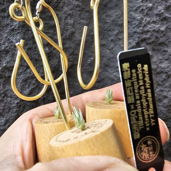 歐洲阿Q × 墨西哥電捲(ss不挑株)/Tillandsia arequitae × streptophylla Mexico 