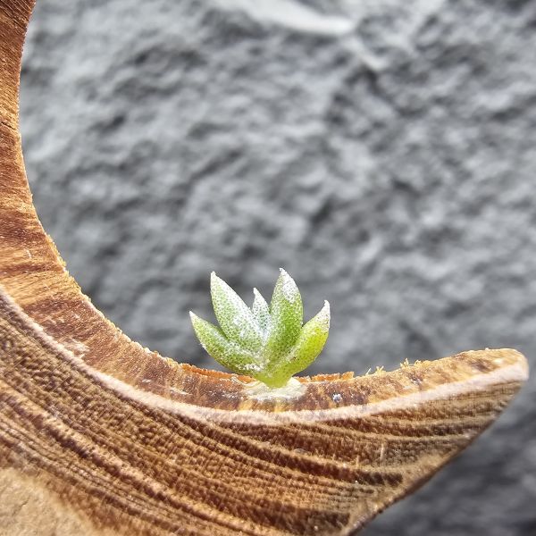 吉利實生/Tillandsia gilliesii forma major seedling 