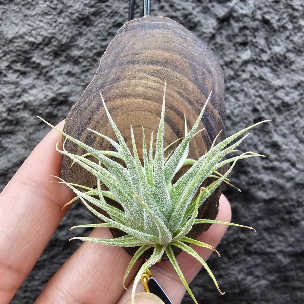 R燒/Tillandsia Roseiflora(Europe) 