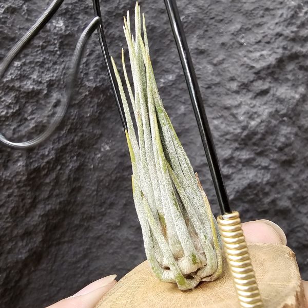 綠金之淚-變異/Tillandsia disticha var. chilete 