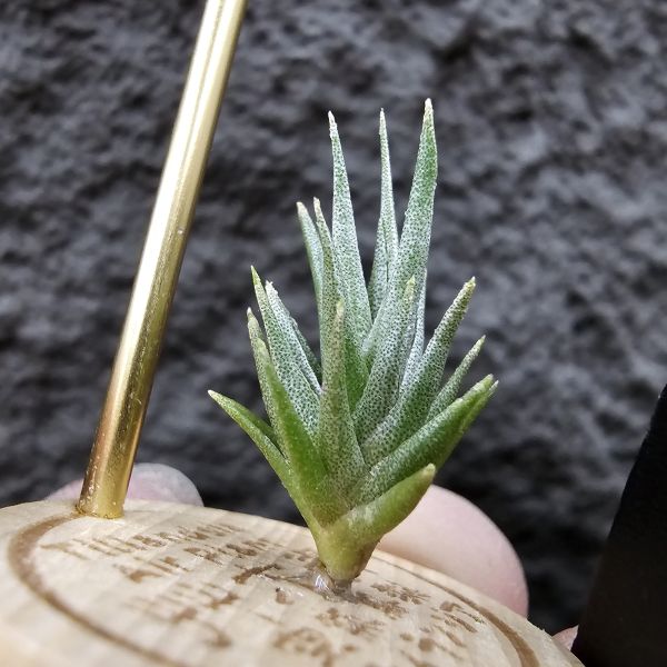 黃花媳婦(xip)×河豚/Tillandsia xiphioides var. lutea × ehlersiana 