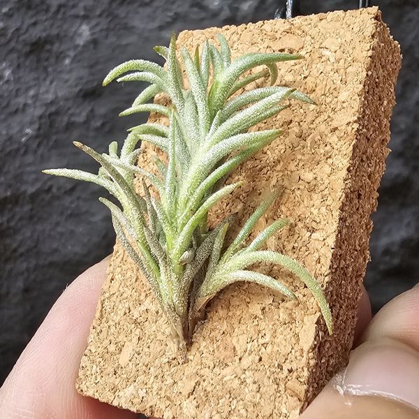 卡畢(阿根廷野採)/Tillandsia capillaris(Argentina) 
