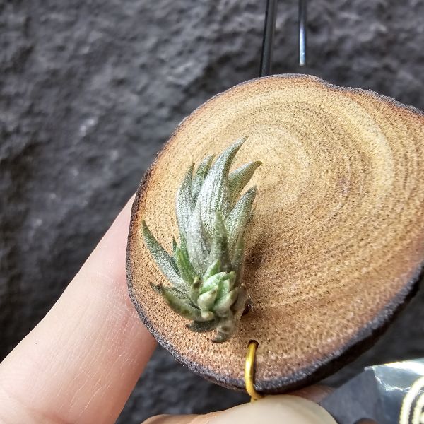 白劍/Tillandsia xiphioides(TI) 