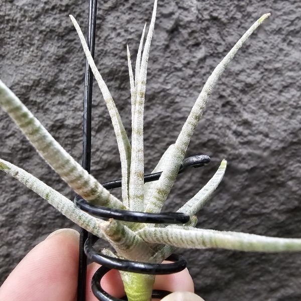 老虎(稀)/Tillandsia Holm's Tiger~台灣沒幾隻的老虎~有點葉傷特價，這價格很優惠！花時間養漂亮~ 