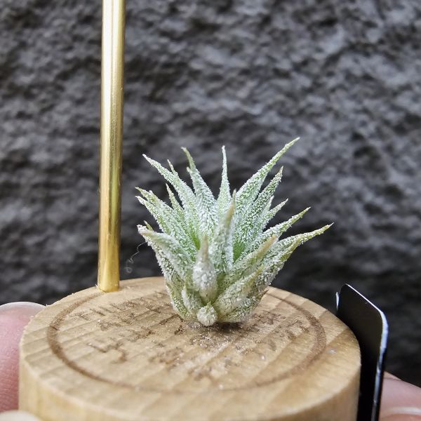 雨林AP×長莖minor(From JoLi)/Tillandsia ionantha Apretado × ionantha van. minor form 
