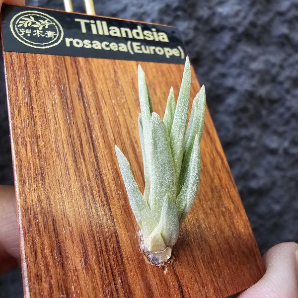 Tillandsia rosacea(Europe) 