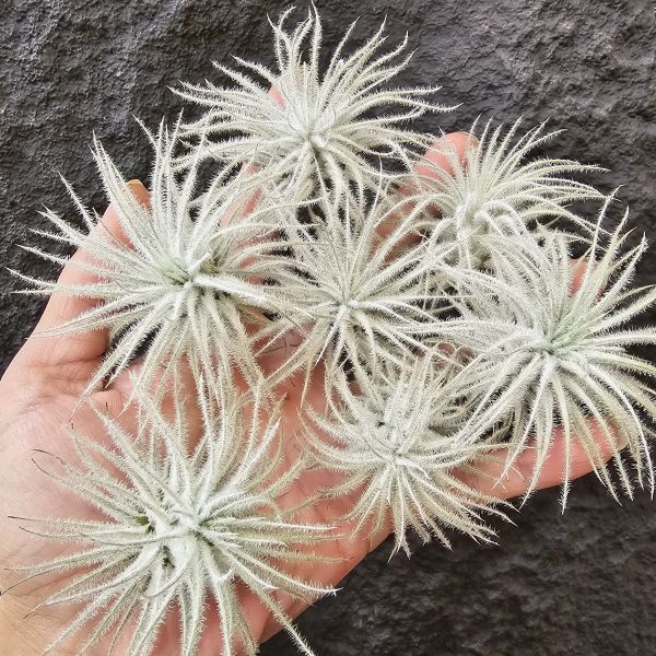 厄瓜多雞毛撢子(不挑株品項皆佳)/Tillandsia tectorum ecudaor 
