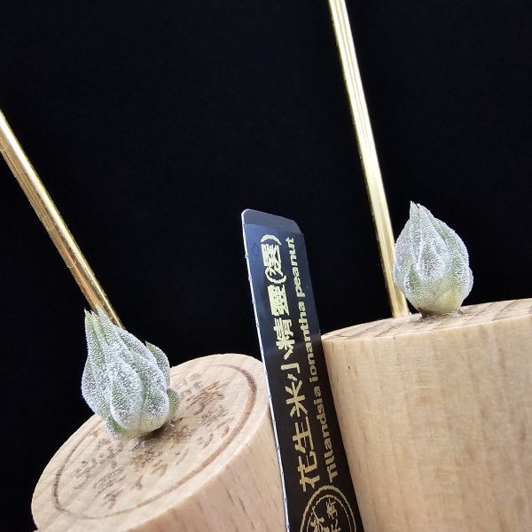 花生米小精靈(選)有二顆不挑株/Tillandsia ionantha peanut 