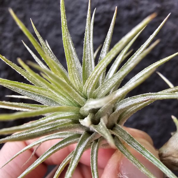 變異狐尾×長莖(不挑株)/Tillandsia funckiana var. recurvifolia × ionantha v. van-hyningii(CYC#476) 