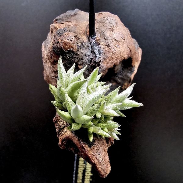布雷爾利托西斯(9芽叢生+老闆的手作愛心)/Tillandsia brealitoensis 