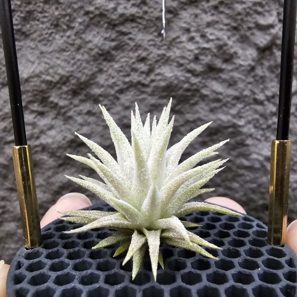 長莖minor×雨林AP/Tillandsia ionantha van-hyningii minor × ionantha Apretado(RFI) 