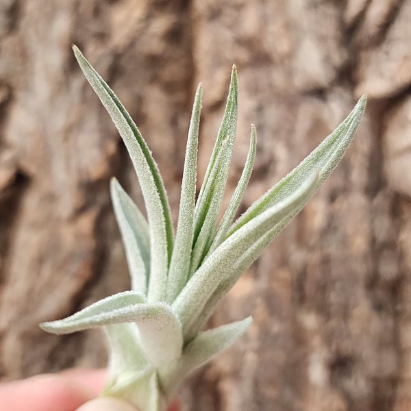 橘色花×薄紗/Tillandsia Recurvifolia × Gardneri 