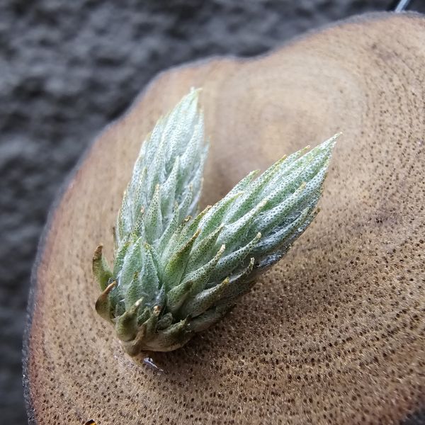 牙籤(大型)黃花(2頭帶一芽)/Tillandsia bryoides Big form~依型態似牙籤的自然交種，較圓胖，銀葉金屬感較少流通。 