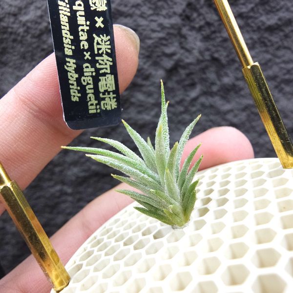 初戀 × 迷你電捲/Tillandsia arequitae × diguetii 