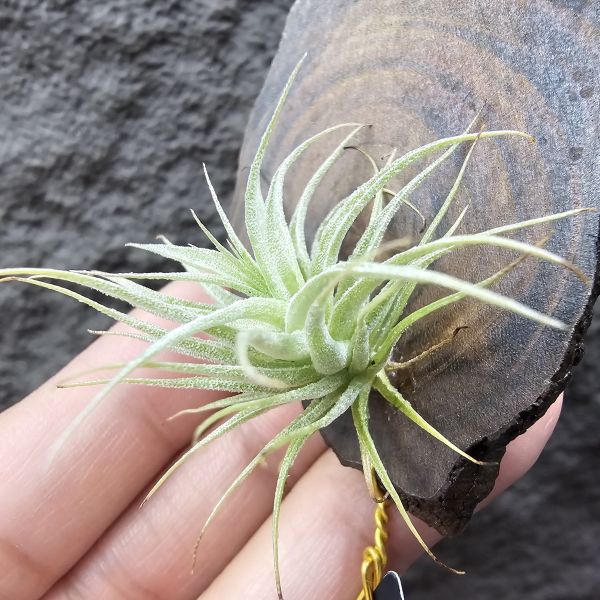 R燒/Tillandsia Roseiflora(Europe) 