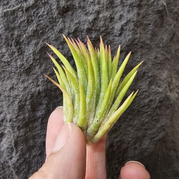 華美露拉小型選拔/Tillandsia ionantha huamelula select 