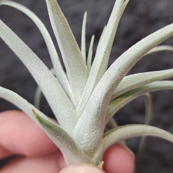 多國花白天使/Tillandsia Stricta Angel White 