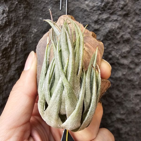 K燒(特大尺寸)/Tillandsia kautskyi 