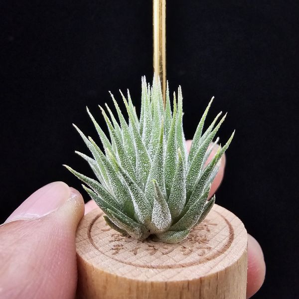 花生米小精靈(早期)/Tillandsia ionantha peanut~形態較矮胖些 