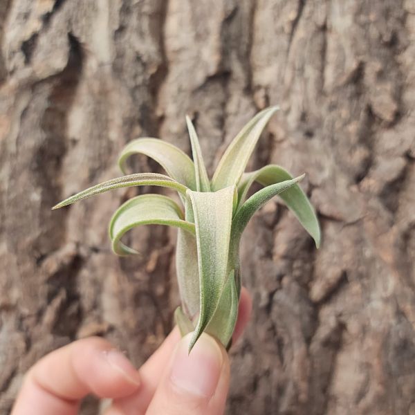 伊麗莎白×電捲燙/Tillandsia Elizabethiae × Streptophylla 