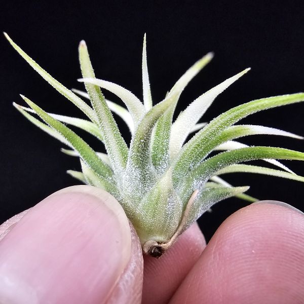 阿伯小精靈(藝)/Tillandsia ionantha Albo-Marginata 