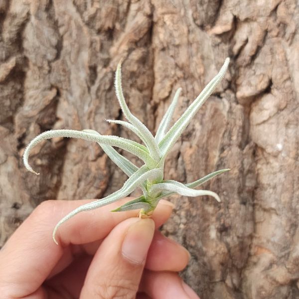 粗糠-巨大/Tillandsia Paleacea Giant 