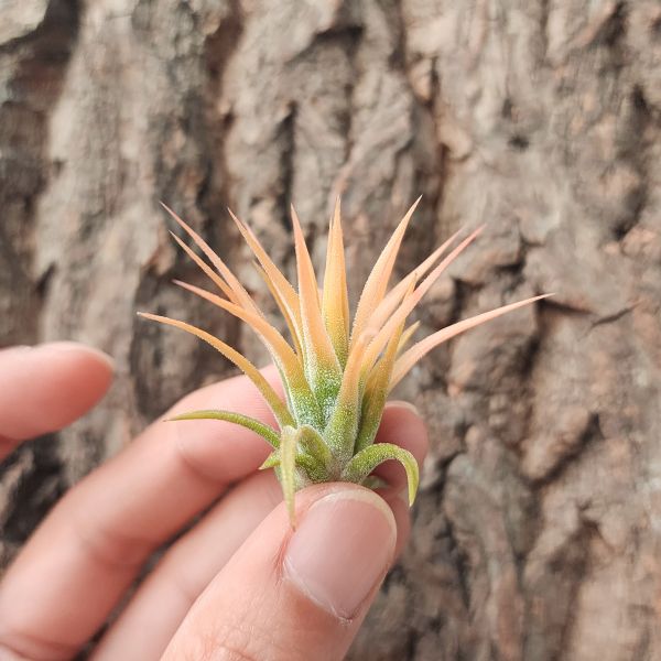 蜜桃小精靈-白花/Tillandsia ionantha Peach 
