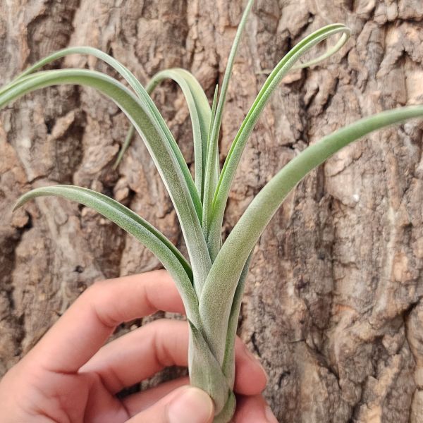 貝利藝×波麗斯塔亞-交種/Tillandsia Baileyi Texas × Polystachia Hybrid 