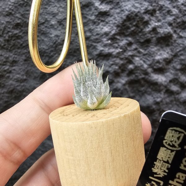 羅西塔小精靈(選)母株可參考圖二/Tillandsia ionantha rosita 
