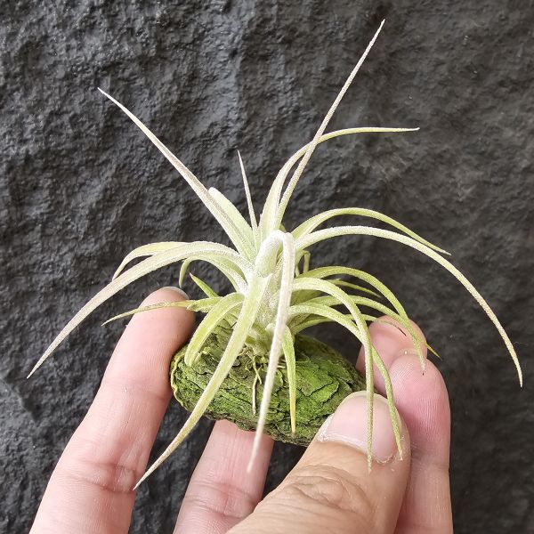 醬爆小精靈×墨西哥電捲/Tillandsia ionantha var. van-hyningii Jumbo × streptophylla Mexico 