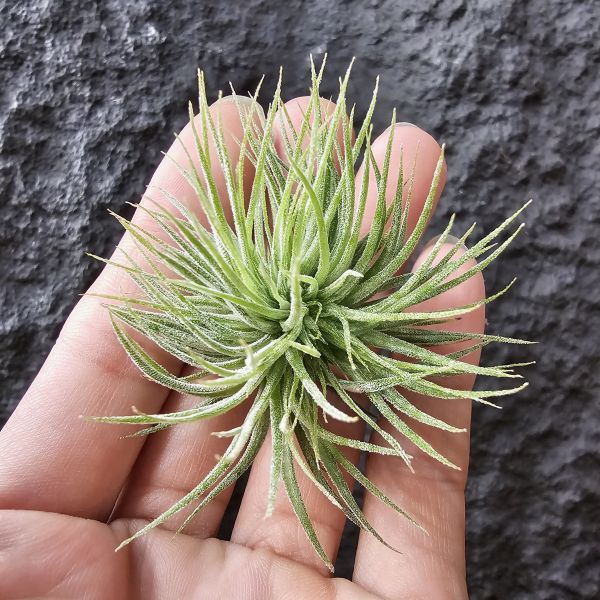 綴化小精靈-雨林/Tillandsia ionantha monstrose(RFI) 