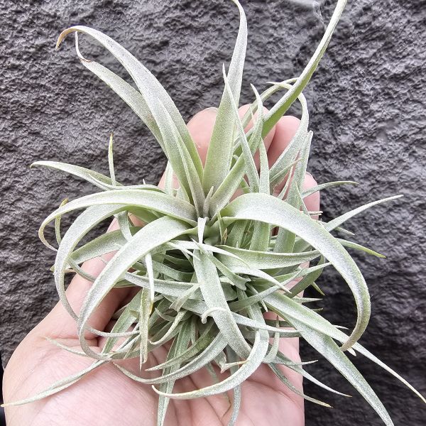 草莓牛奶(叢)/Tillandsia capitata mauve 