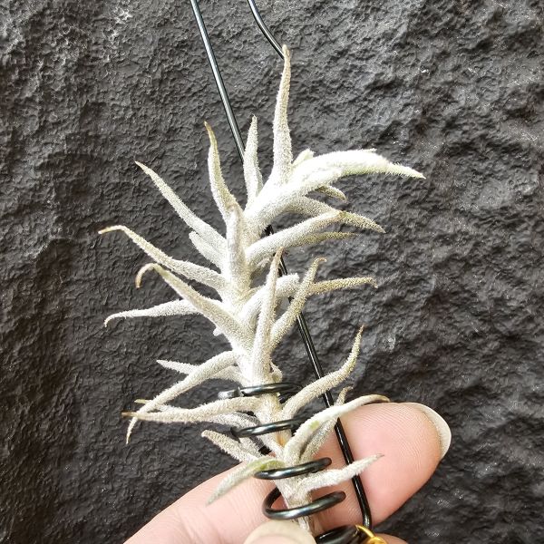 粗糠mini/Tillandsia paleacea mini 