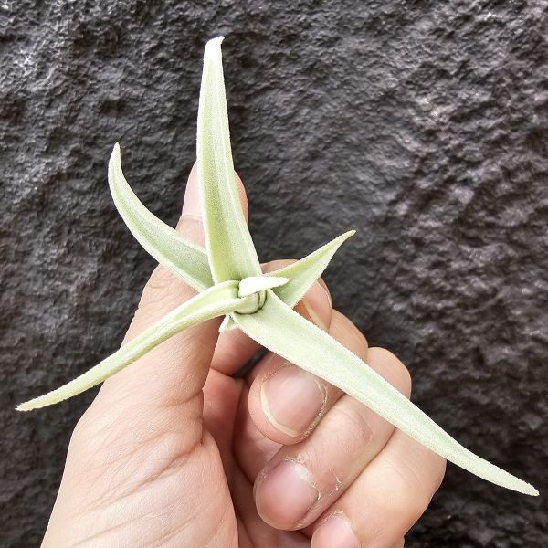 拉美拉/Tillandsia ramellae 