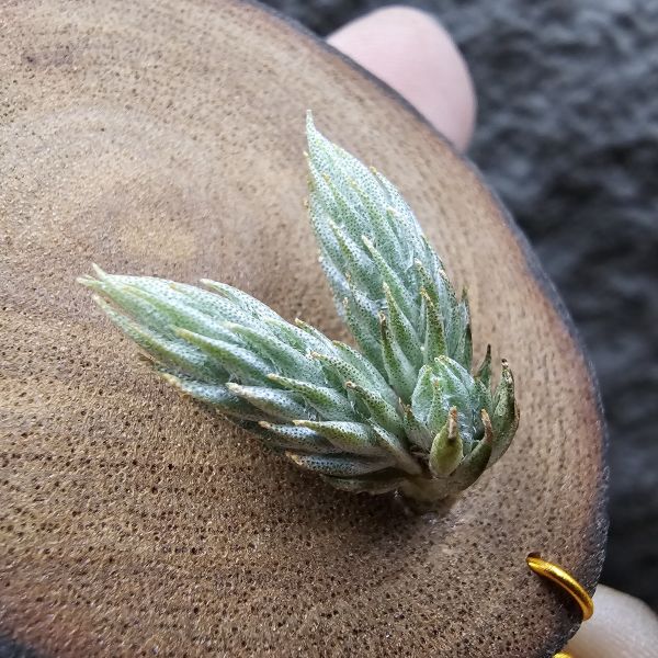 牙籤(大型)黃花(2頭帶一芽)/Tillandsia bryoides Big form~依型態似牙籤的自然交種，較圓胖，銀葉金屬感較少流通。 