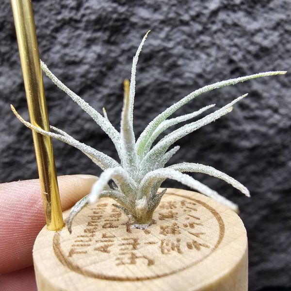 Joy×變異子彈(毛毛的)/Tillandsia Joy(streptophylla × ehlersiana) × mitlaensis v. Tulensis 