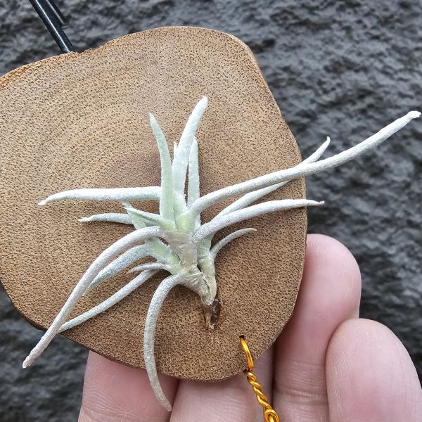 莫利斯(皆帶芽)/Tillandsia mollis~相當雪白的品種~已帶到非常強健好養的植株，以往剛進口並不好照顧。 