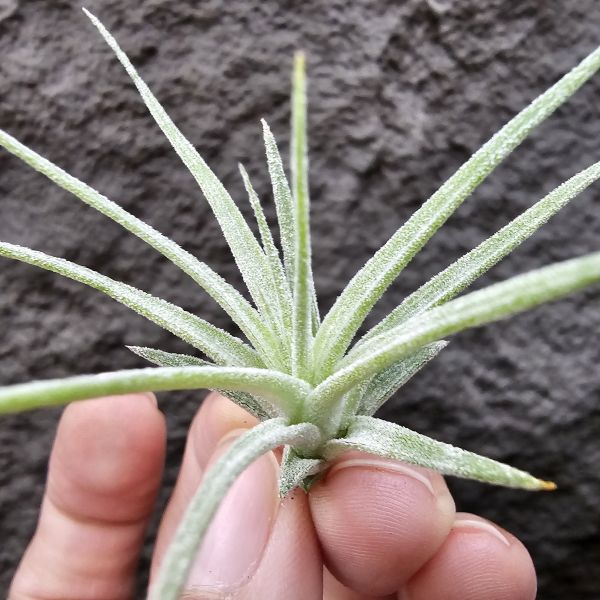 醬爆×墨電/Tillandsia ionantha var. van-hyningii Jumbo × streptophylla Mexico 