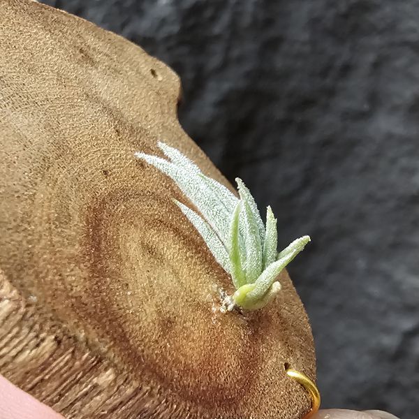 樹猴-實生苗小小的上木可愛一下，長大在請下木吧~/Tillandsia duratii seedling 