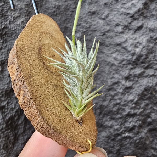 草皮變異・捷克(成株)/Tillandsia tricholepis var. macrophylla(CZ) 