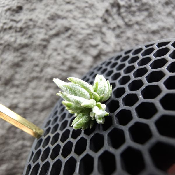 雪鵝×銀冰(叢7頭)/Tillandsia SP. × chiletensis 
