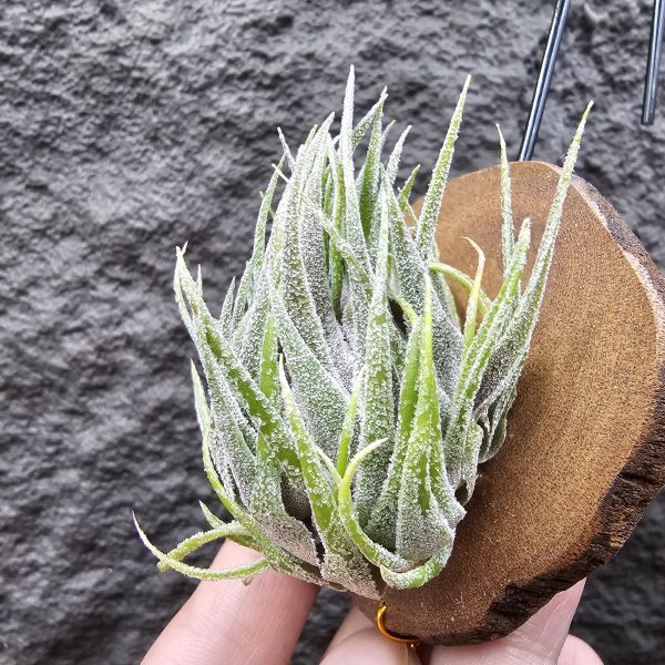 S燒(L)/Tillandsia sprengeliana(Europe) 