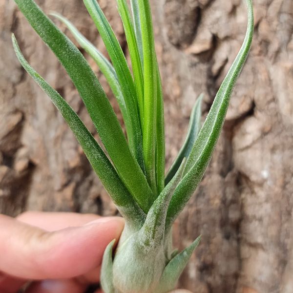 小章魚交種/Tillandsia Bulbosa Hybrid 