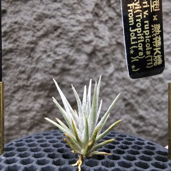 薄變(國際小型) × 熱帶K燒/Tillandsia gardneri v. rupicola(TI) × kautskyi(Tropiflora) 