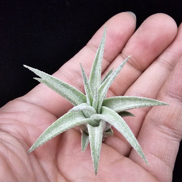 露西×小精靈(泰)/Tillandsia Lucille × ionantha~較少流通的泰國個體，圖四為成株參照。 